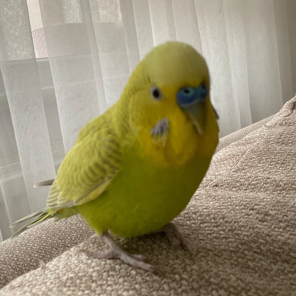 Profil