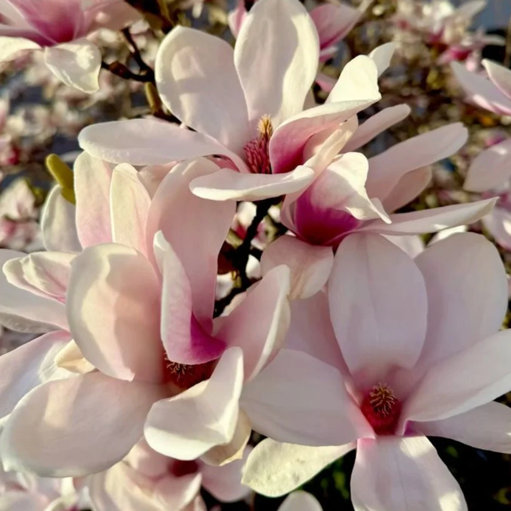 Profil