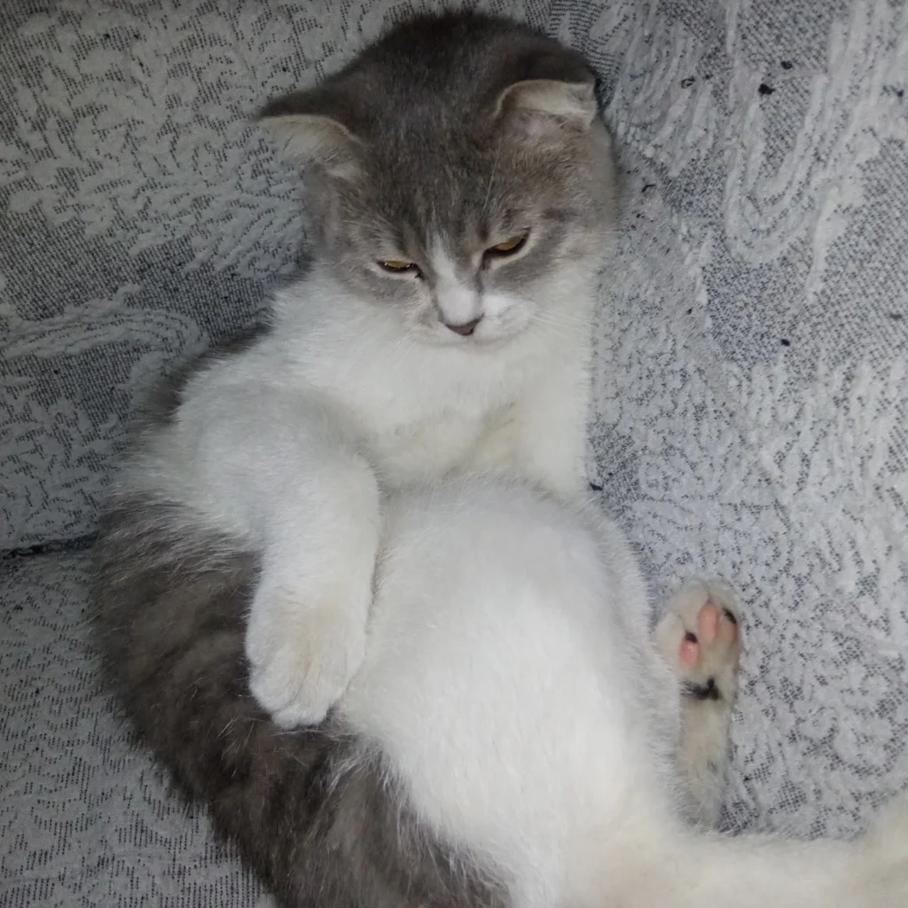 Profil