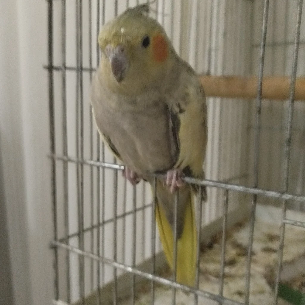 Profil