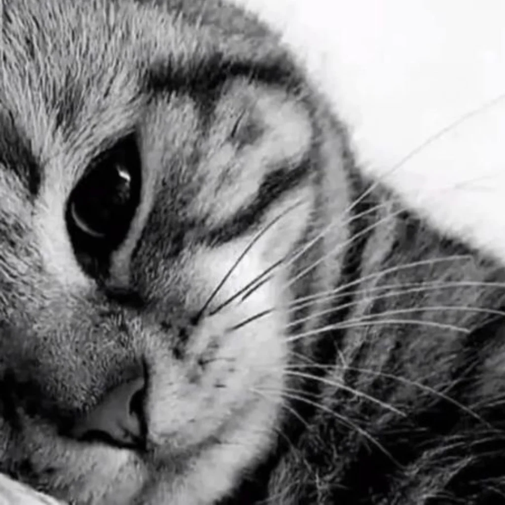 Profil
