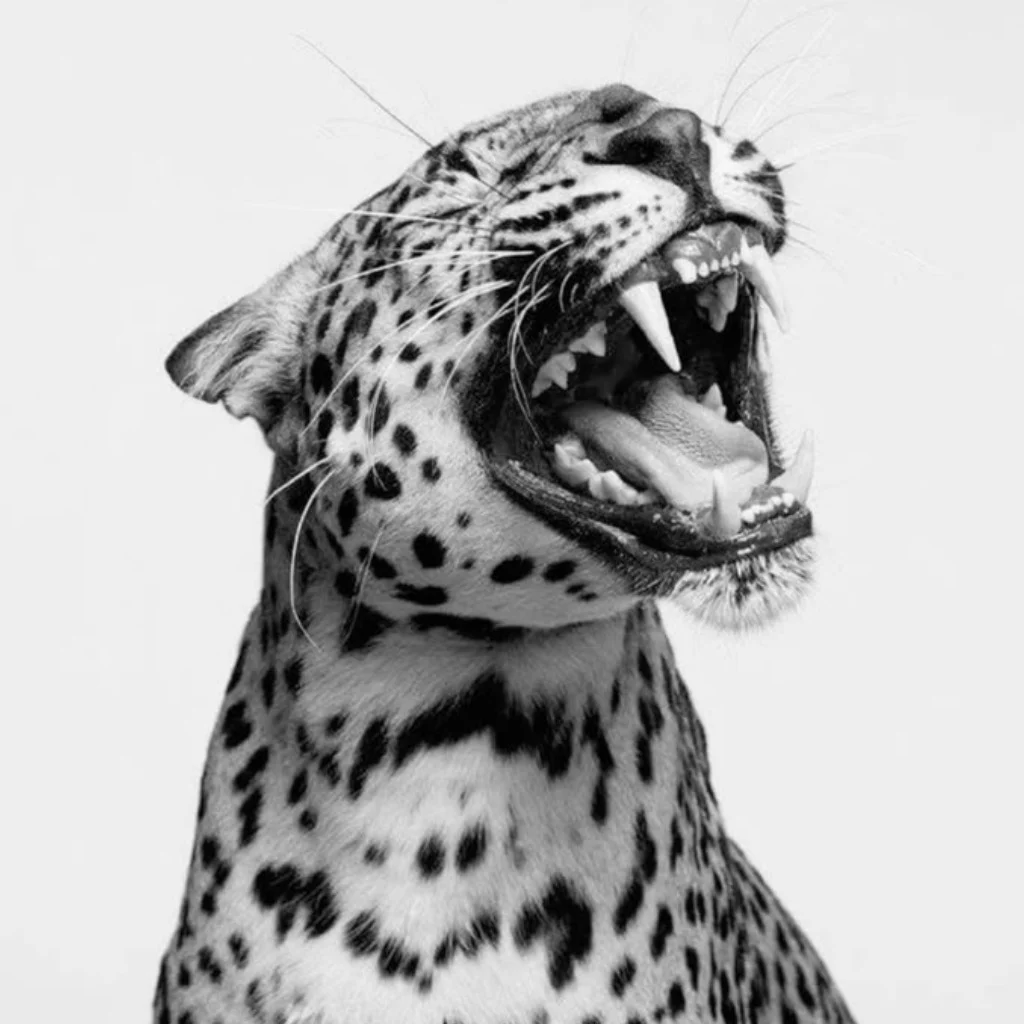 Profil