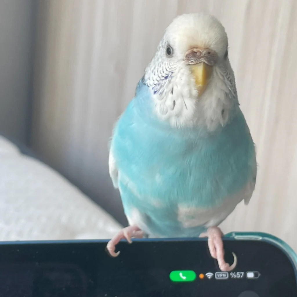 Profil