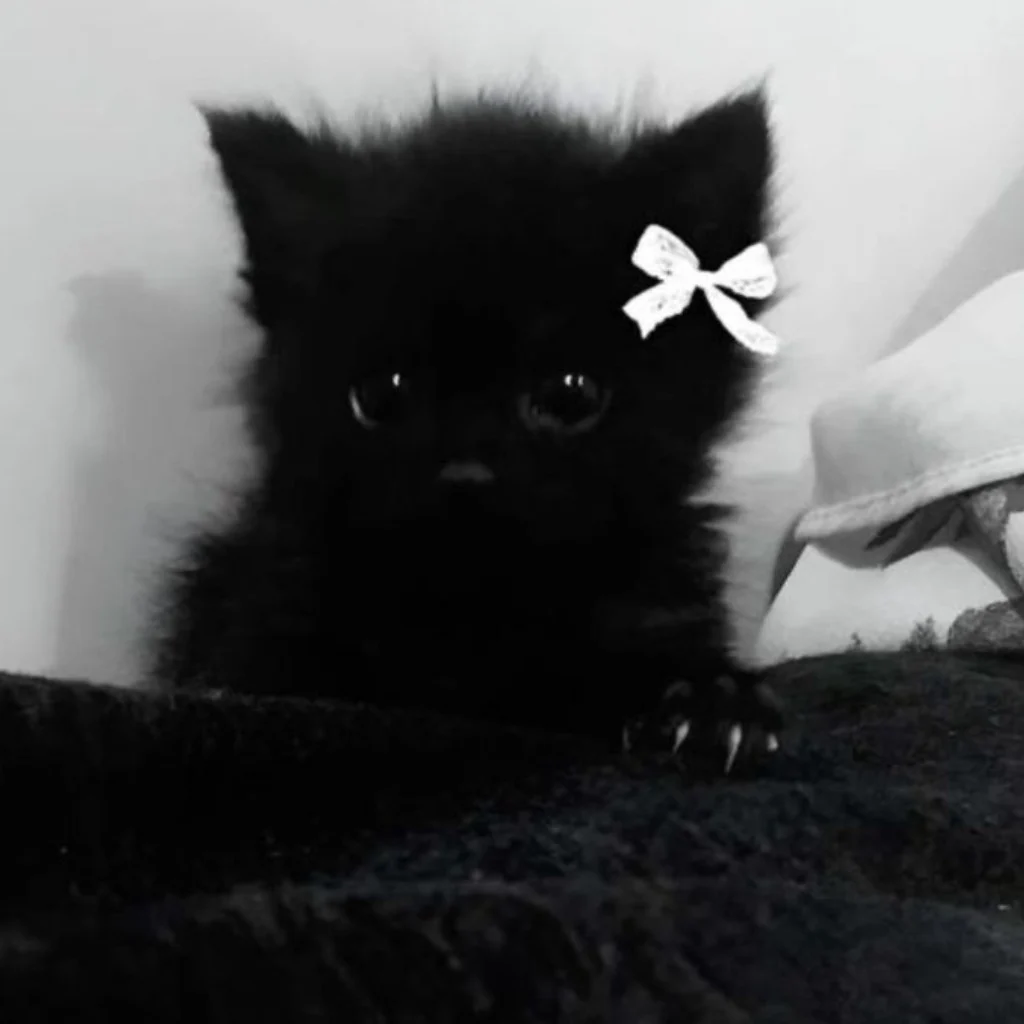 Profil
