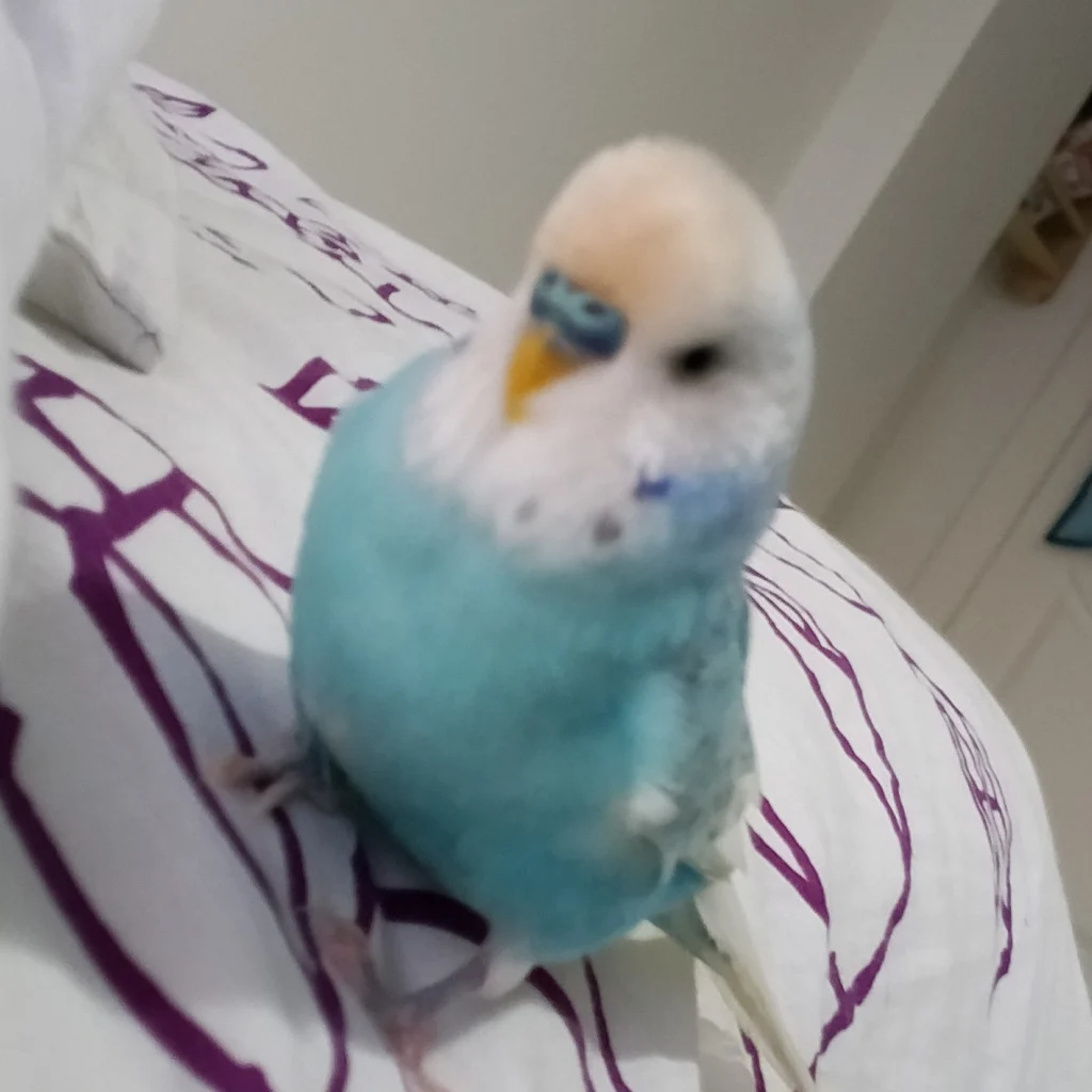Profil