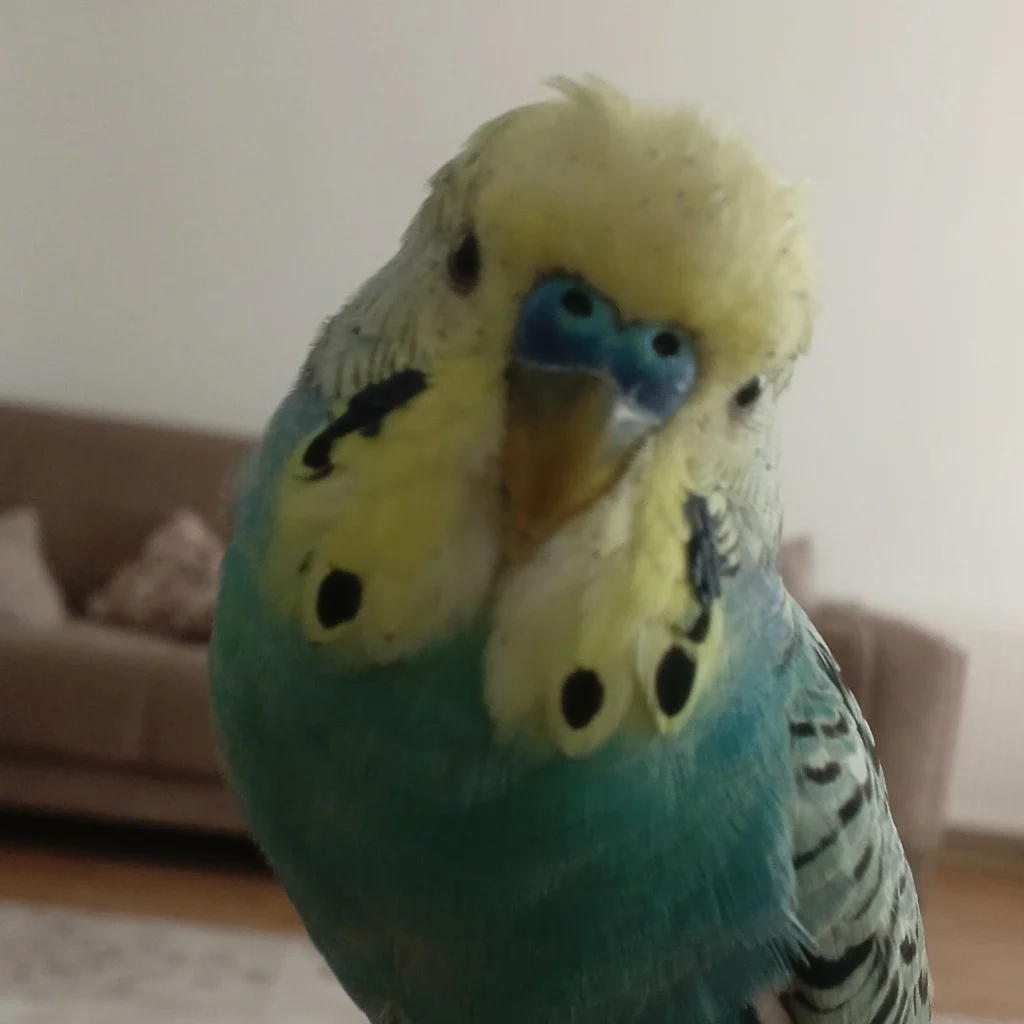 Profil