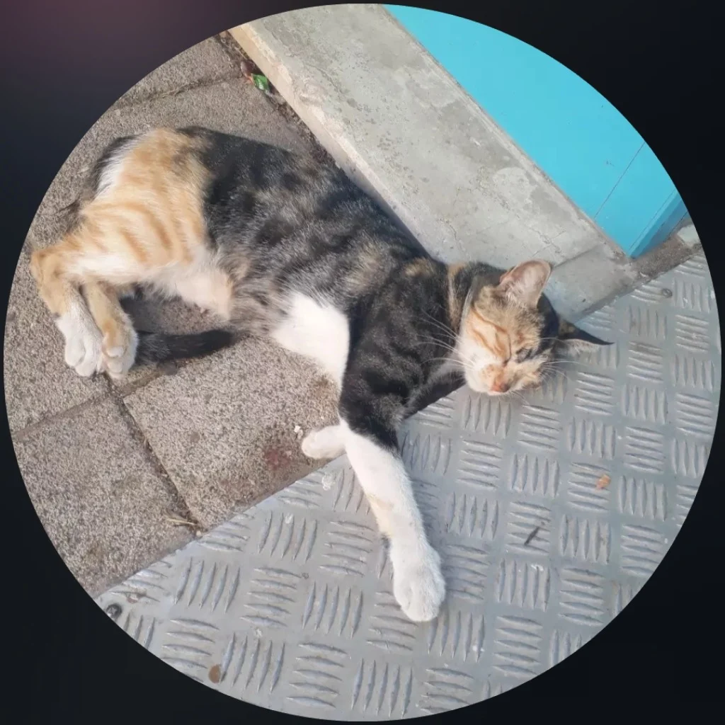 Profil