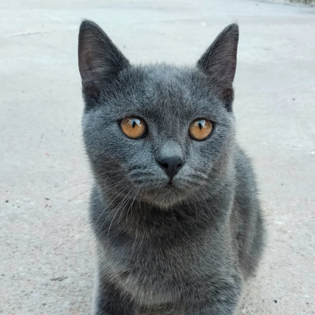 Profil