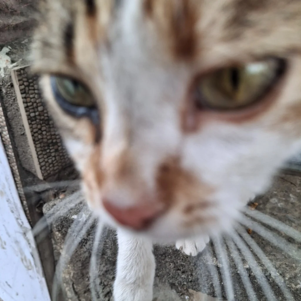 Profil