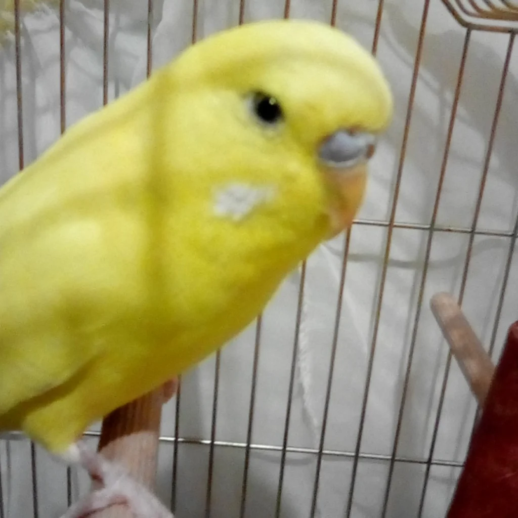 Profil