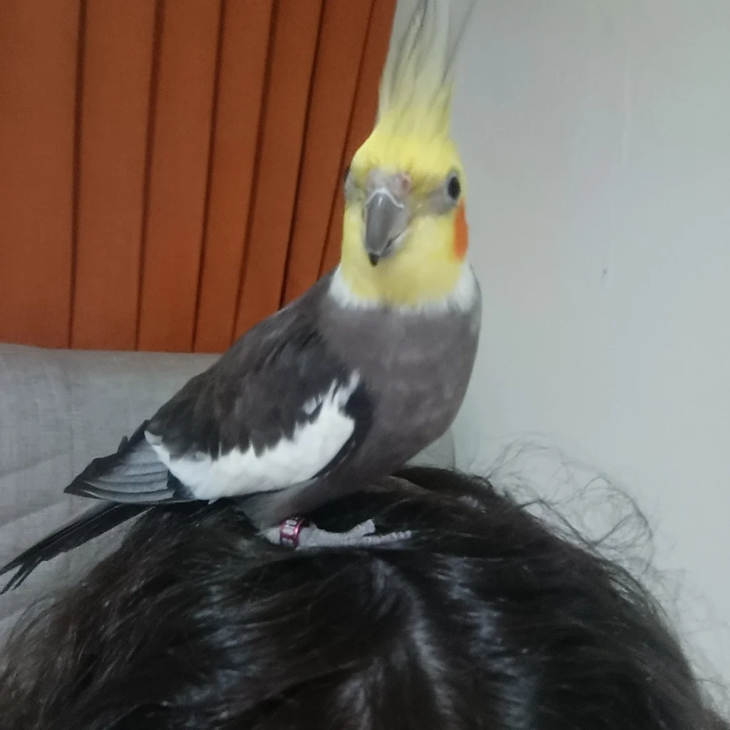Profil