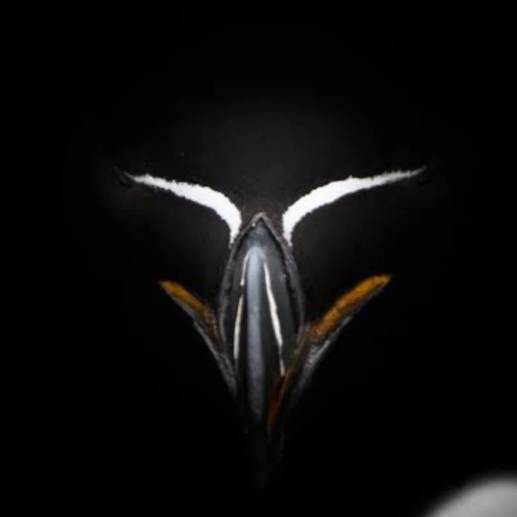 Profil