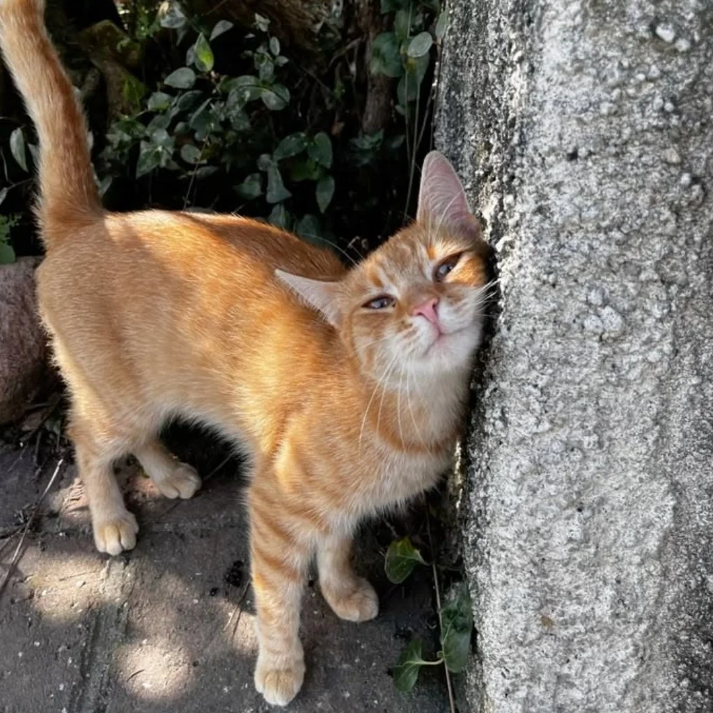 Profil