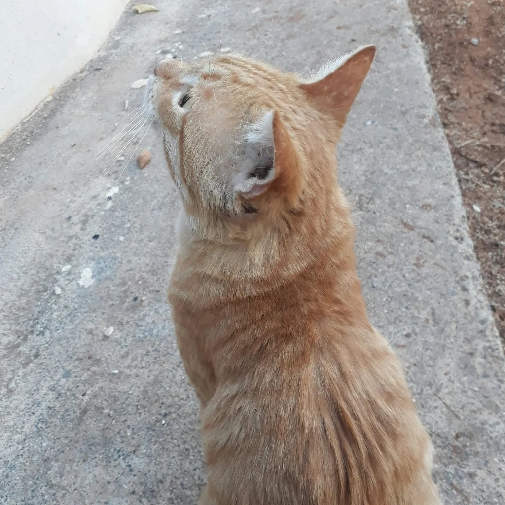 Profil