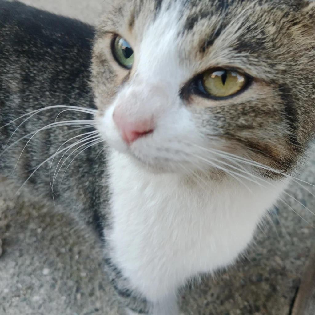 Profil